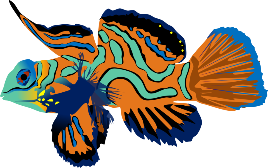 Mandarin Fish By Adamzt2 - Mandarin Fish Png (900x566)