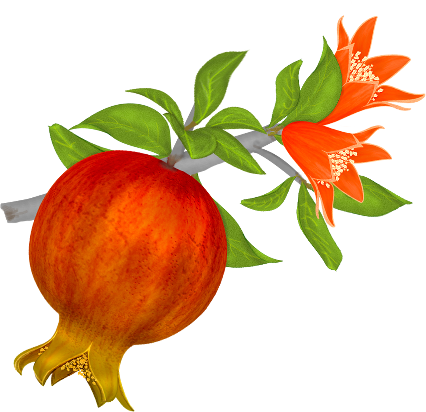 Pomegranate Png File - Pomegranate Vector Png (1439x1390)