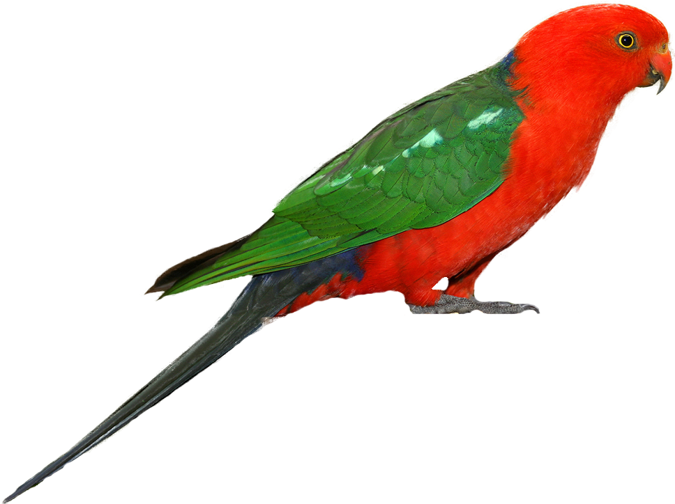Download Parrot Png Transparent Images Transparent - Parrot Png (998x737)