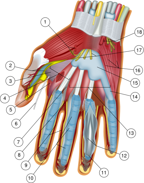 Hand Anatomy Clip Art At Clker - Nerve Endings In Fingertips (468x594)