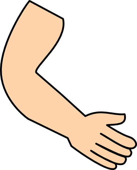 Hand Clip Art - Arm Clipart (480x596)