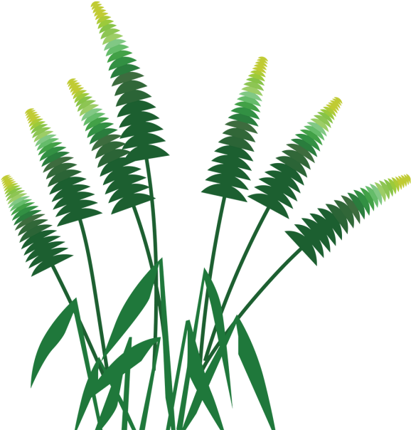 Forest Palm Tree Grass, Forest, Palm, Tree Png And - Forest (640x640)
