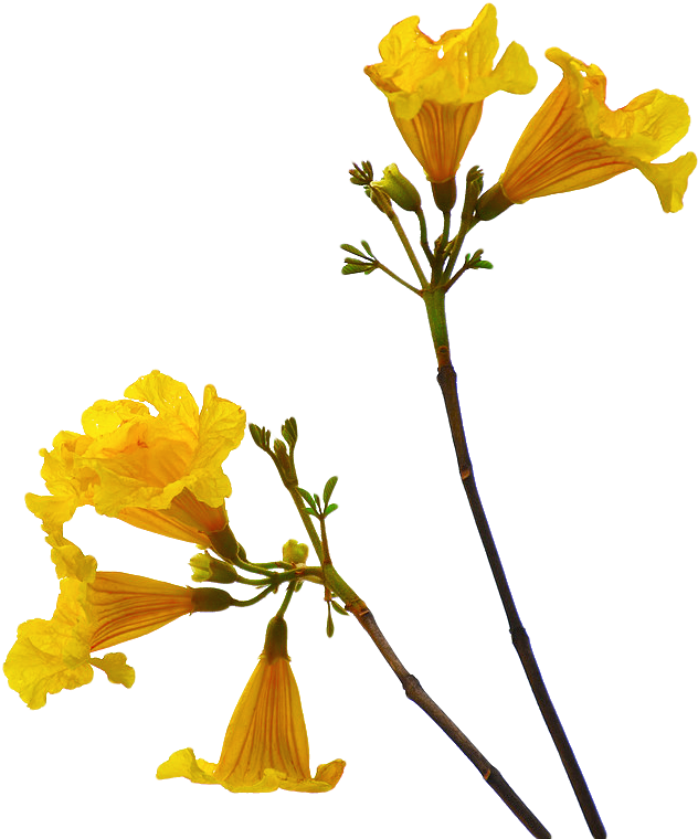 Flower Png Free Download - Stem Flower Png (711x800)