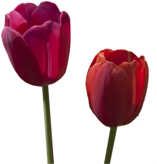 Download Free Photo Report - Tulip (960x640)