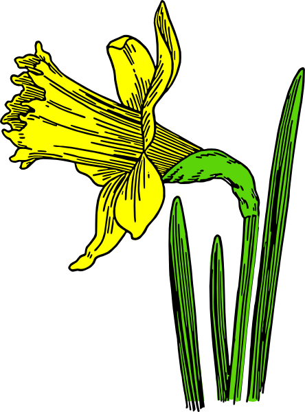 Daffodil Clip Art - Animated Pictures Of Daffodils (444x600)