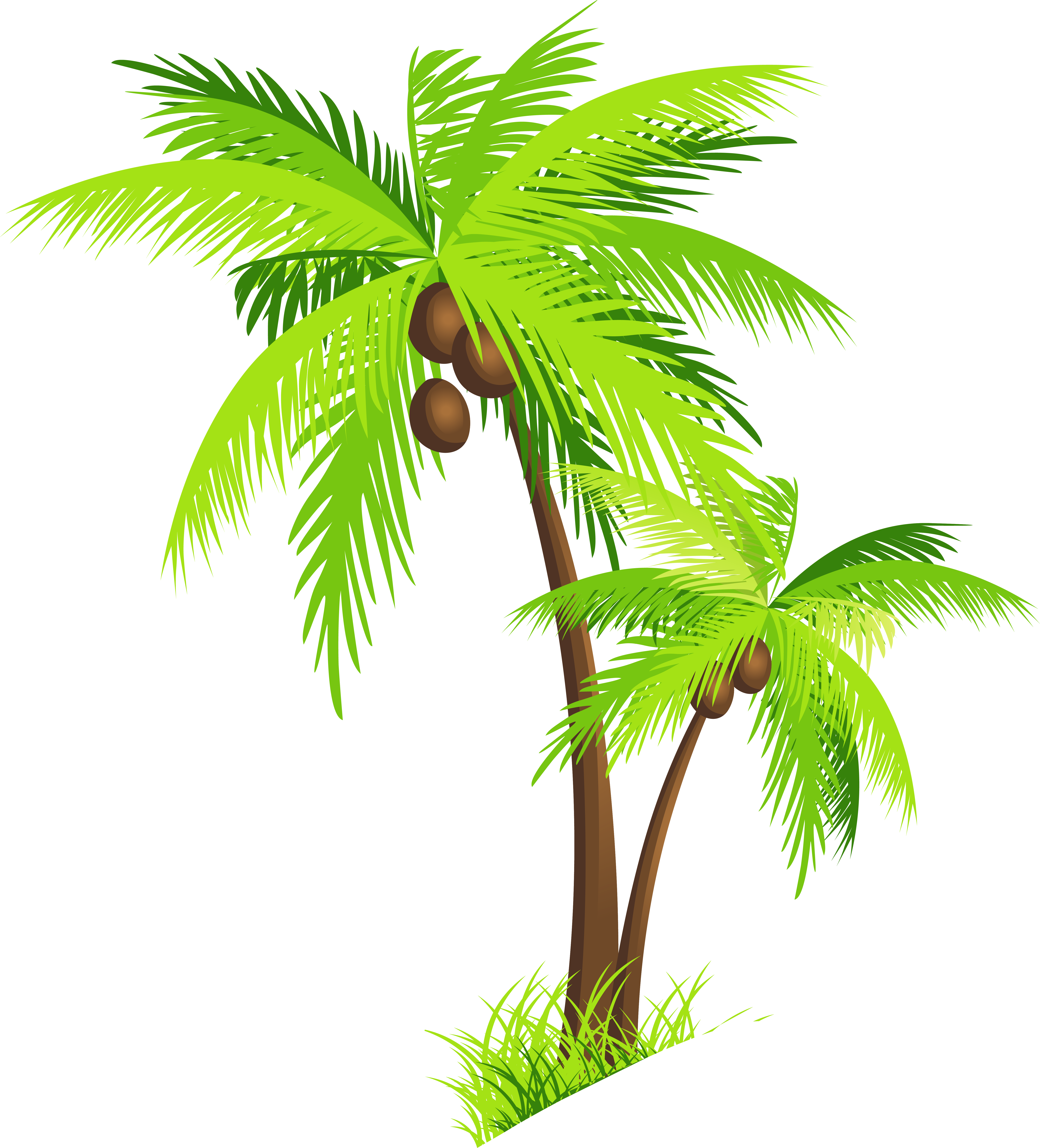 Coconut Tree Png Clipart - Coconut Tree Png (6146x6787)