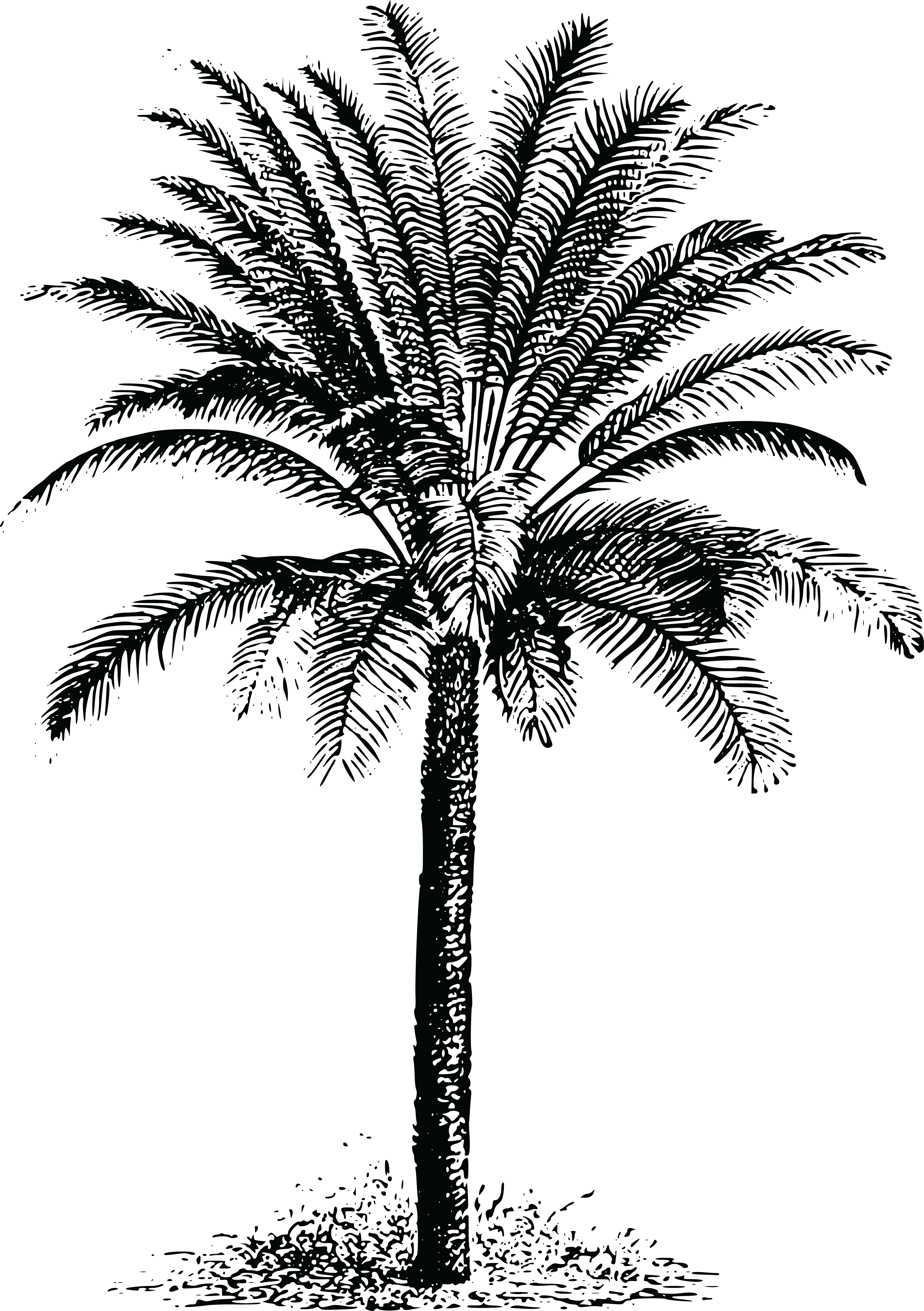 Sitting Cat Silhouette Vector Clip Art Public Domain - Silueta De Gato Sentado (4000x5676)