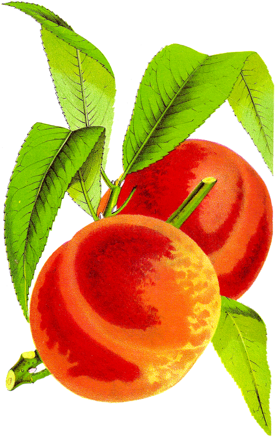 Antique Peach Clipart - Vintage Peach Clip Art (1011x1600)