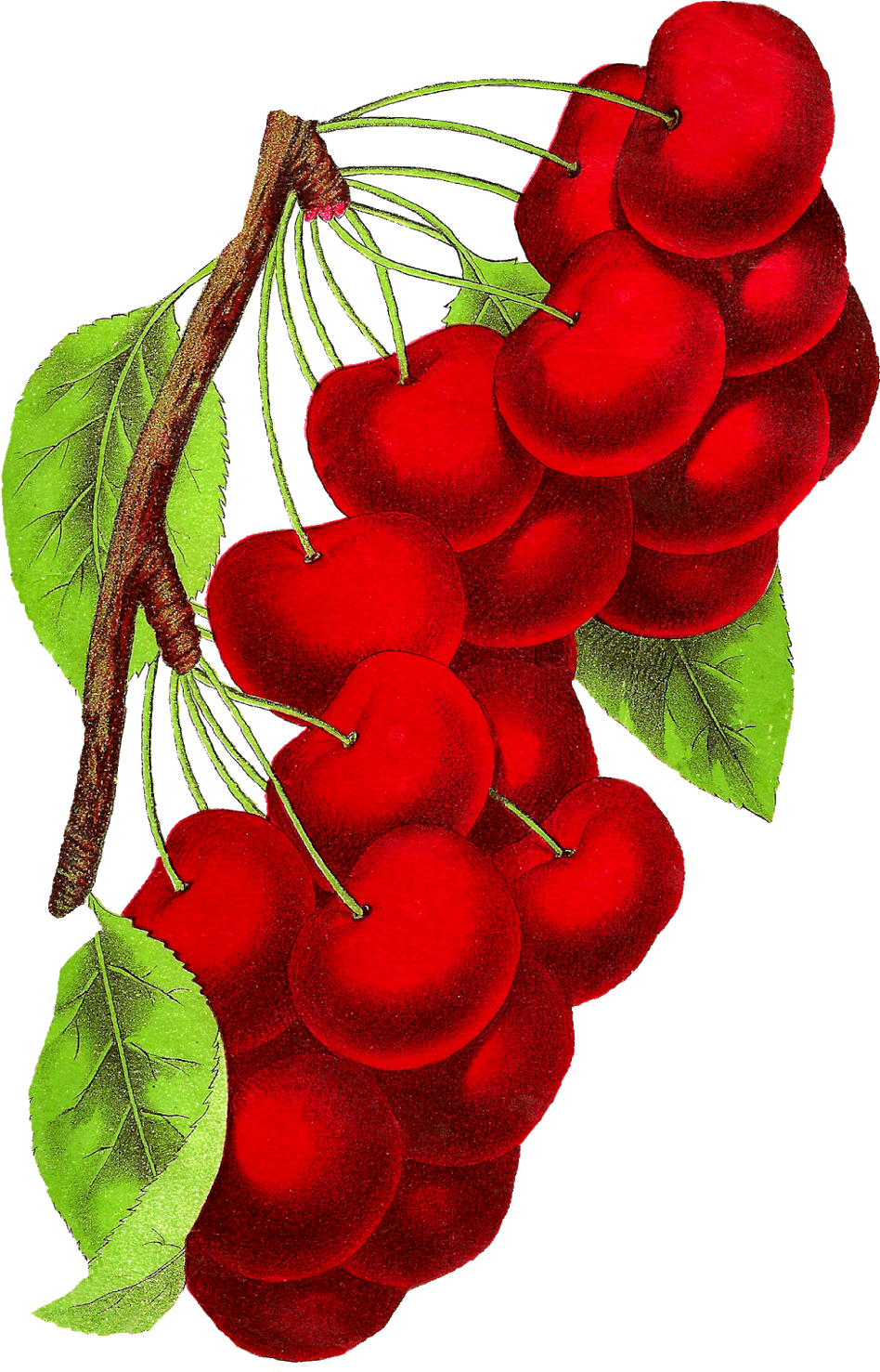 Botanical Art Cherry Fruit Illustration Vintage Digital - Botanical Illustration (1074x1600)