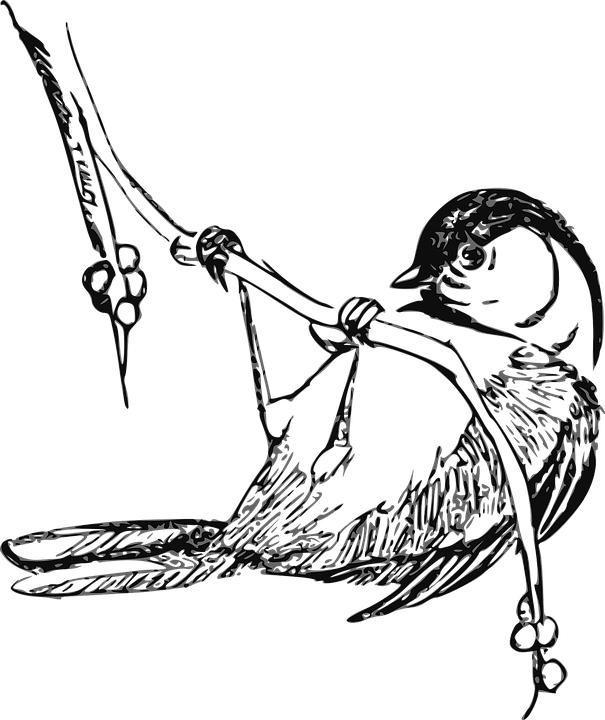 Finch Clipart Black And White - Black Capped Chickadee Drawings (605x720)
