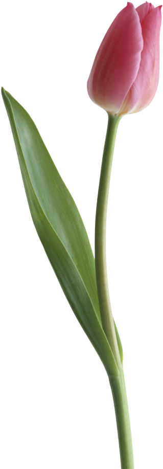 Tulip Clipart Single Tulip - Portable Network Graphics (700x986)