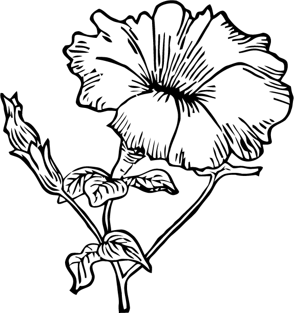 Drawn Clock Flower Opening - Petunia Clip Art (574x612)