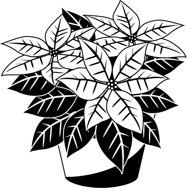 Christmas Poinsettia Clip Art - Black And White Poinsettia (600x603)