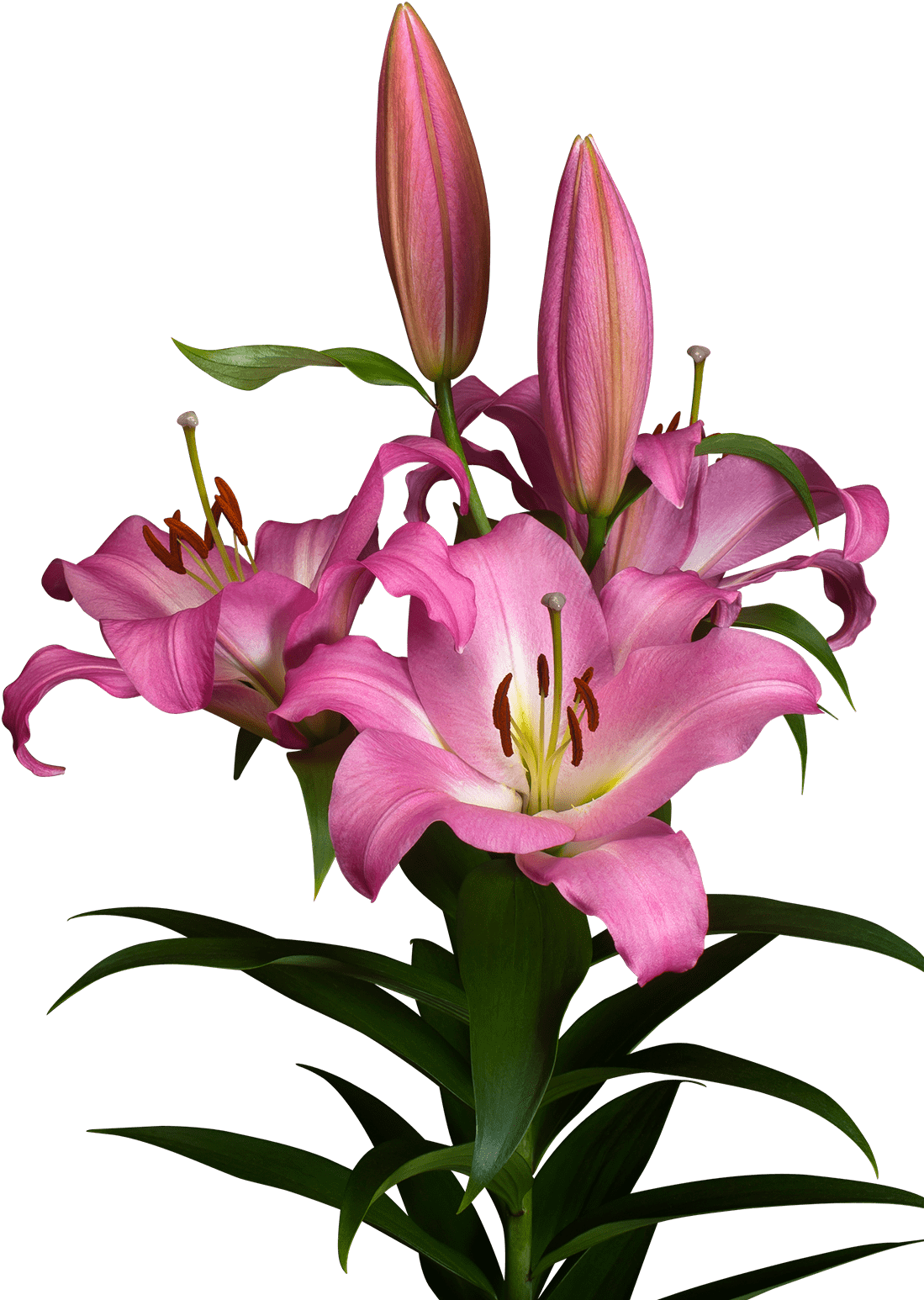 Oriental Lily - Lilium Master (1200x1600)