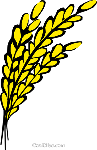 Grains Clipart Oats - Oats Clip Art (313x480)