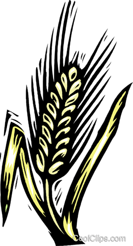 Grain, Woodcut Style Royalty Free Vector Clip Art Illustration - Getreide Clipart (261x480)