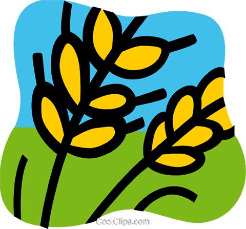 Unprocessed Grain Royalty Free Vector Clip Art Illustration - Agriculture (480x447)