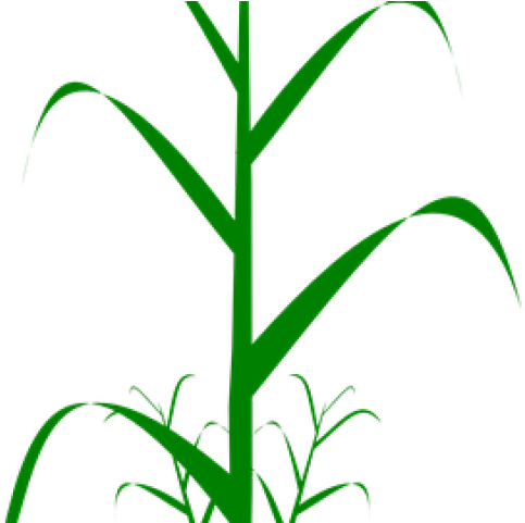 Grains Clipart Wheat Stem - Dibujo Planta De Arroz (640x480)
