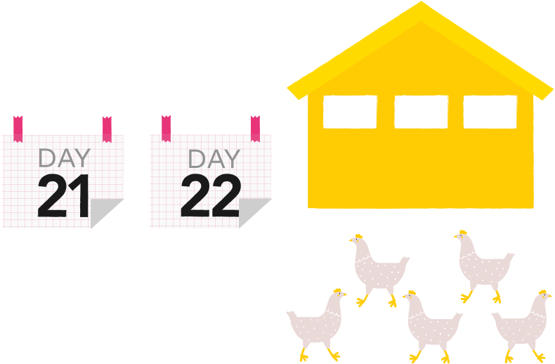 The Eggs Are Then Sorted Into Male And Female Hatching - The Eggs Are Then Sorted Into Male And Female Hatching (852x568)