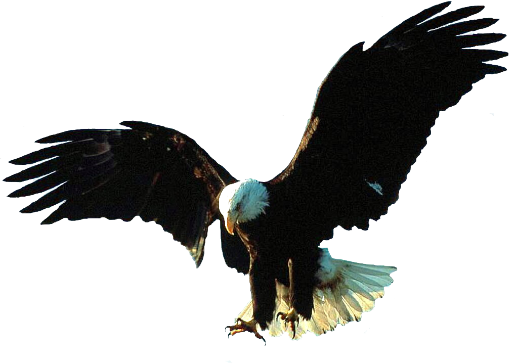 Aigle Eagle, Tube, Wings, Birds, Painting Prints, Etchings, - Bald Eagle Gif Transparent (1024x768)