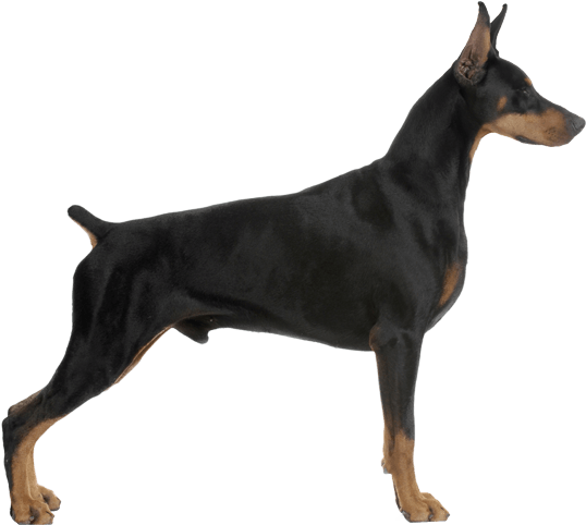 Pinscher Dog Breed Facts Banner Freeuse Download - Doberman Pinscher (567x489)