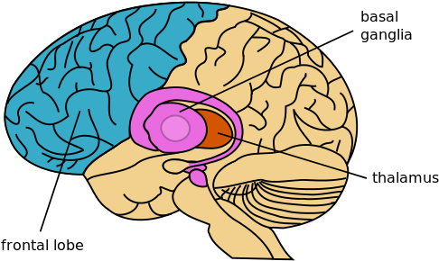 This Image Rendered As Png In Other Widths - Basal Ganglia (500x299)