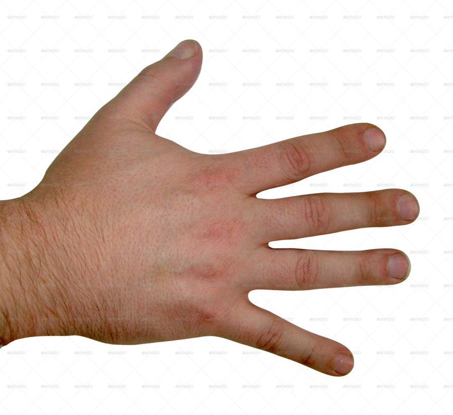 Back Of Human Hand Clipart Human Body Hand Clip Art - Back Of Hand  Transparent - (900x825) Png Clipart Download