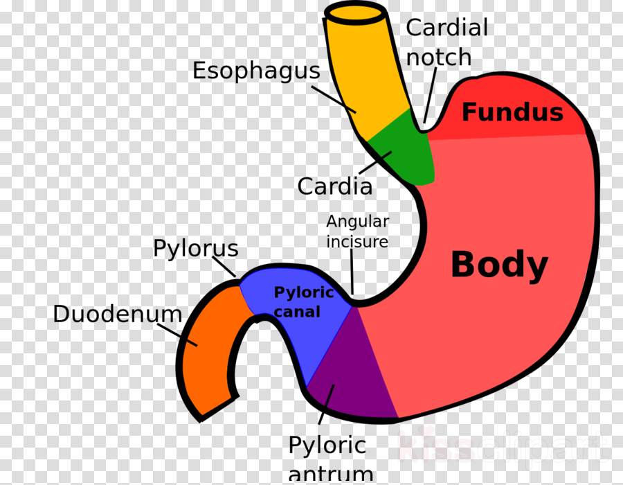 Structure Stomach Clipart Stomach Anatomy Human Digestive - Sections Of The Stomach (900x700)