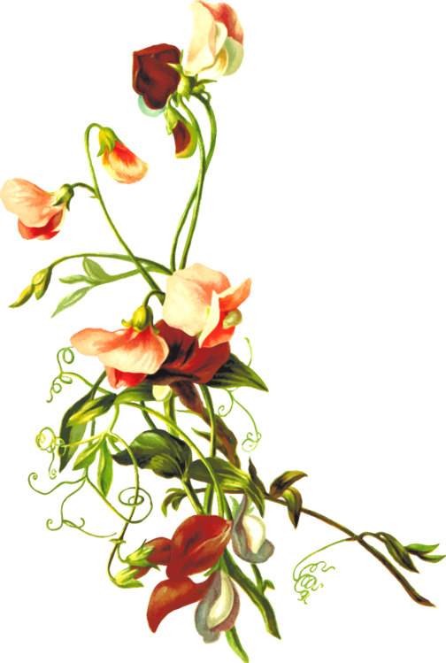 All Photo Png Clipart - Flowers And Leaves Png (504x749)