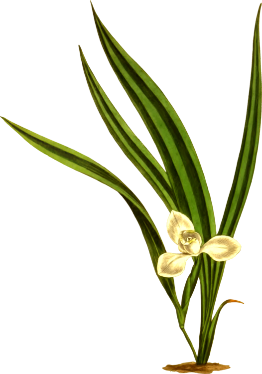 All Photo Png Clipart - Leaf (526x750)
