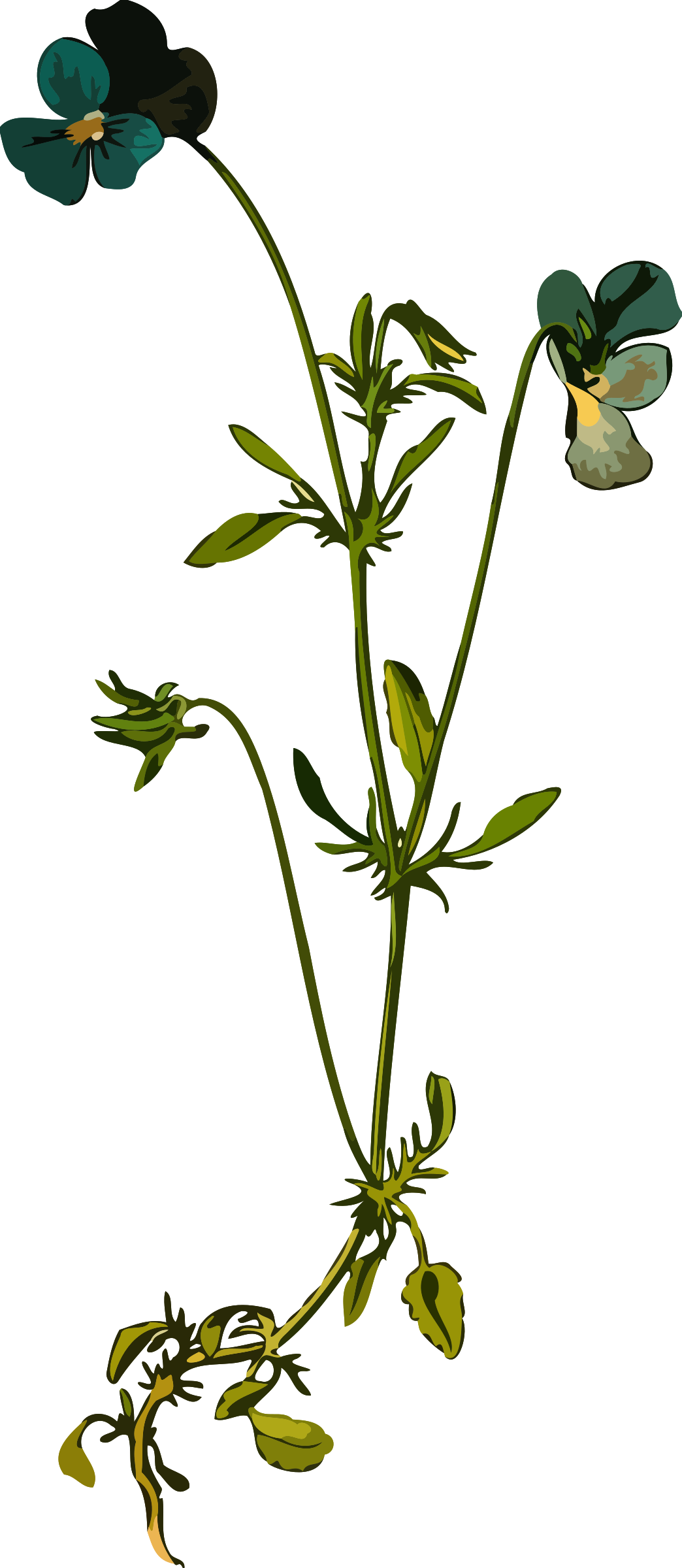 Heartsease By @firkin, From A Drawing In 'medizinal- - Viola Tricolor (1044x2400)