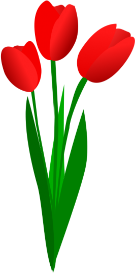 Pflanzen, Blumen, Tulpen Blumen, Blumen Kunst, Rote - Tulips Clipart Transparent Background (280x535)