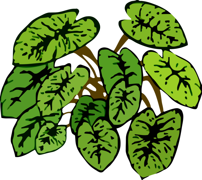 Leaf Plants Plant Stem How To Grow Herbs Botany - Clip Art (841x750)