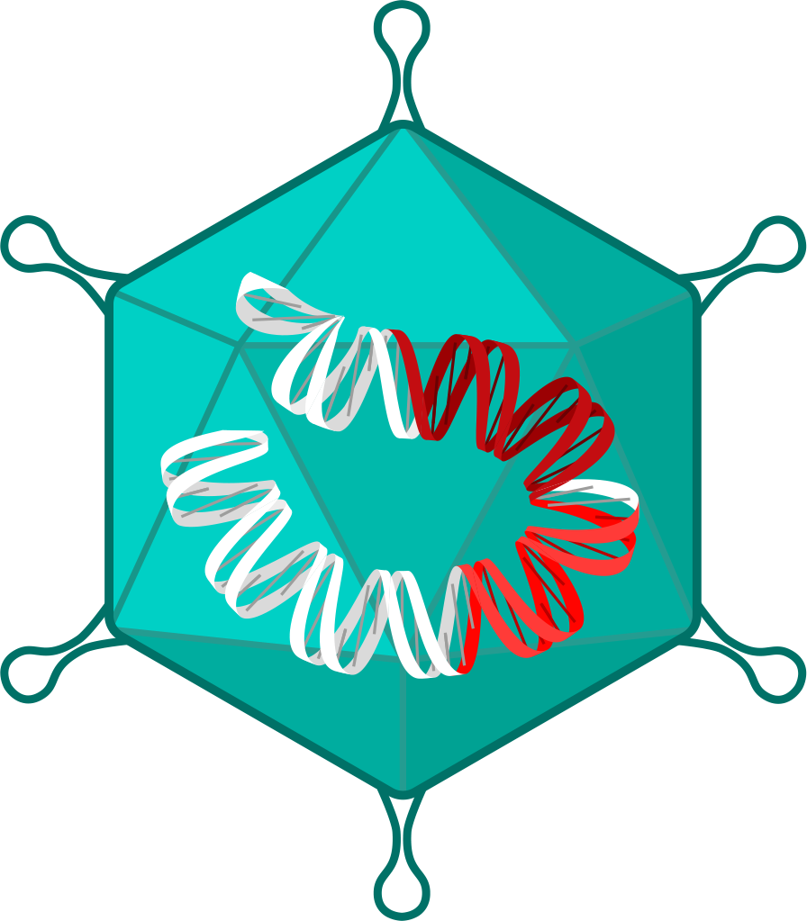 Watercraft (896x1023)