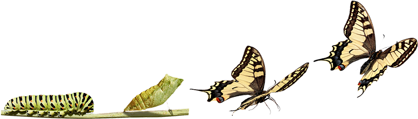 Transaction And Transformation In The Work Of Civil - Cocoon To Butterfly Transformation (863x486)