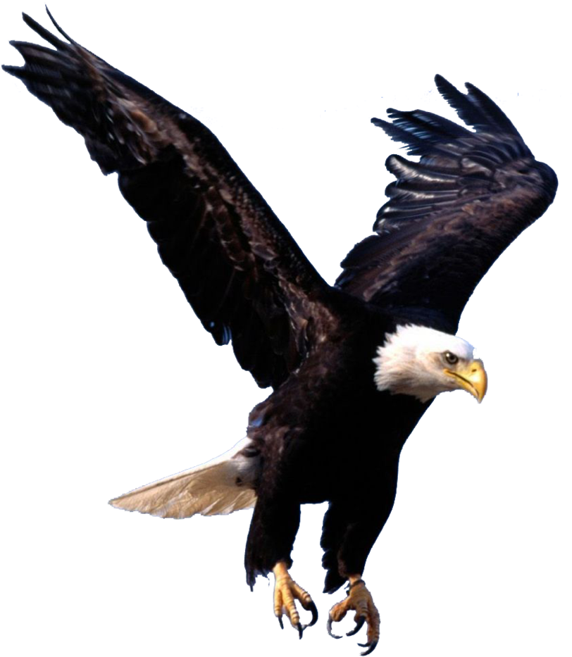 Bald Eagle Desktop Wallpaper Clip Art Saladin - Flying Eagle (840x952)
