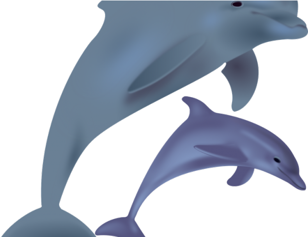 Dolphin Clipart Sunset - Dolphin Christmas Clipart (640x480)