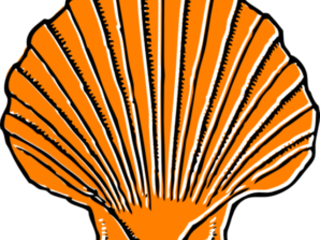 Shell Clipart Orange - Large Sea Shell Clipart (640x480)