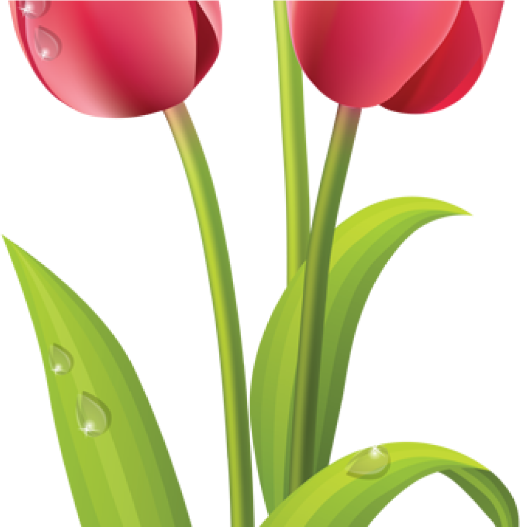 Tulips Clip Art Pink Tulips Clip Art Pinterest Pink - Tulip Flower Clipart (1024x1024)