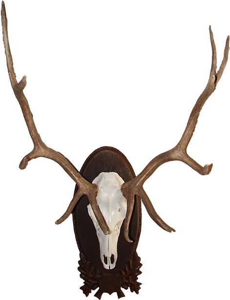 Arizona Wildlife Creations Miscellaneous Mounts - Kronhjortshorn (505x650)