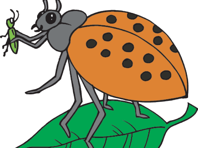 Scientist Clipart Insect - Insect (640x480)