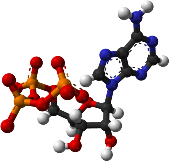 Molecules Clipart Tumblr Science - Adenosine Triphosphate 3d Structure (626x599)