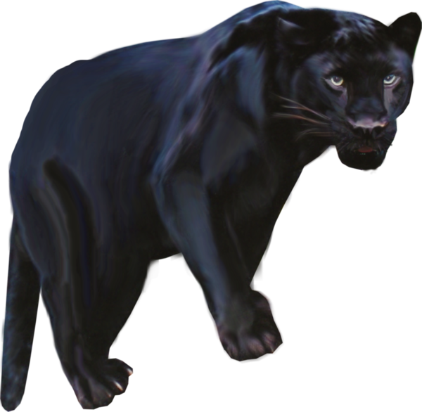 Pantera Animal Png Clipart Black Panther Leopard Jaguar - Black Panther Animal Png (600x586)