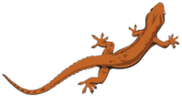 Leopard Lizard Clipart Transparent Background - Lizard Transparent Background (640x480)