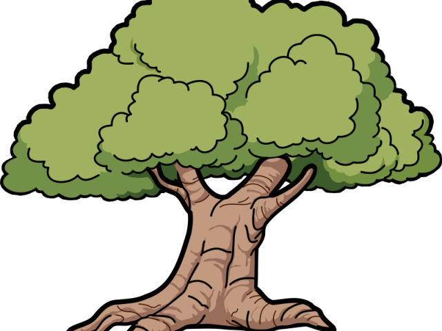 Avocado Clipart Large - Oak Tree Clipart Png (640x480)