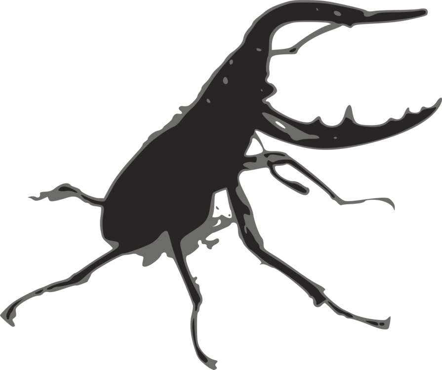 All Photo Png Clipart - Stag Beetle Png (895x750)