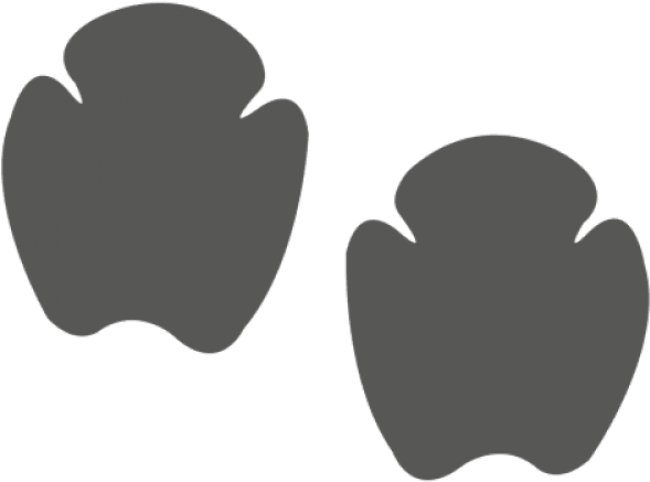 Footprint Clipart Rhino - Rhinoceros Footprint (640x480)