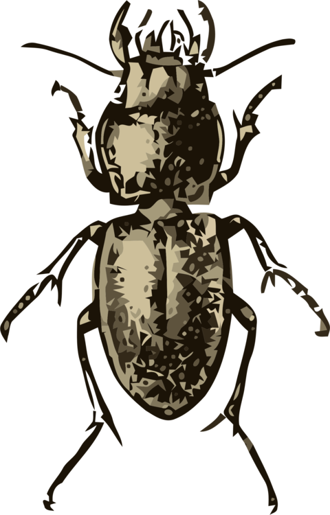 All Photo Png Clipart - Pasimachus Depressus Beetle Curtains (480x750)