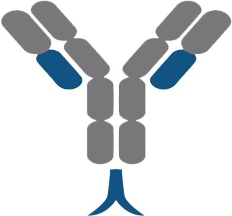 Venomyx - B-cell Receptor (528x528)