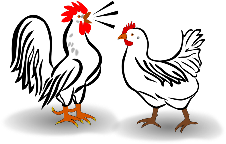 All Photo Png Clipart - Rooster And Hen Shower Curtain (1061x750)